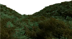 Underwater_ Seabed_ Foliage PNG Image