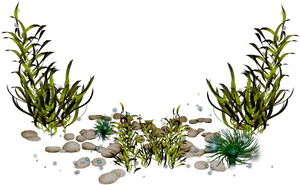 Algae Photography Clip Art - Seaweed Png, Transparent Png PNG with transparent background