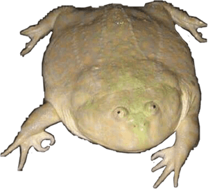 Wednesday Frog Png , Png Download, Transparent Png PNG image with transparent background