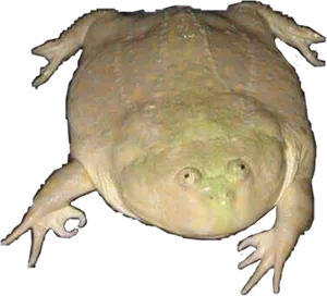 Unusual Frog Perspective PNG Image