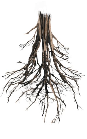 Tree Roots Png, Transparent Png PNG