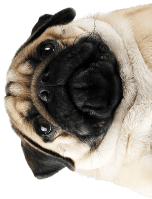 Pug Png, Transparent Png PNG image with transparent background