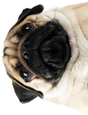 Upside Down Pug Portrait PNG Image