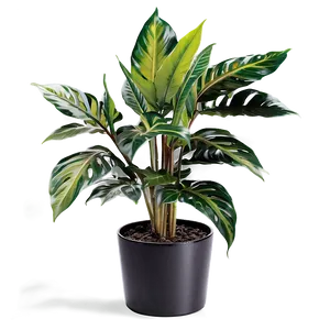 Urban Floor Plant Png Itu PNG Image