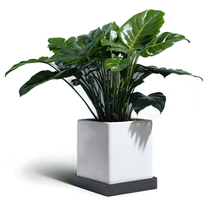 Urban Floor Plant Png Rmd47 PNG Image