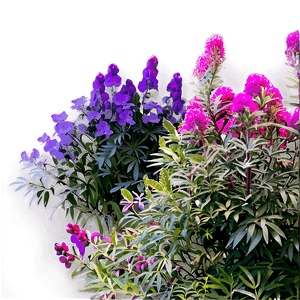 Urban Tolerant Shrubs PNG 84 PNG