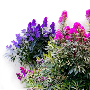 Urban Tolerant Shrubs Png 84 PNG Image