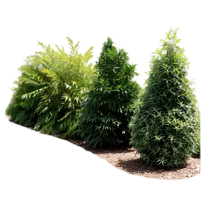 Urban Tolerant Shrubs Png Hcv77 PNG Image