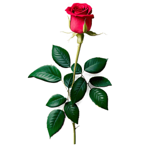 Valentines Day Roses PNG 05212024 PNG image with transparent background