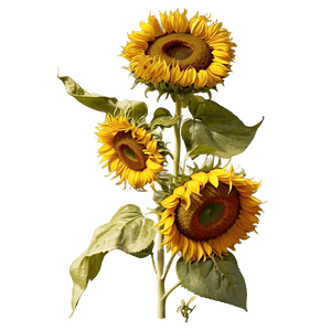 Van Gogh Sunflowers Art PNG 51 PNG