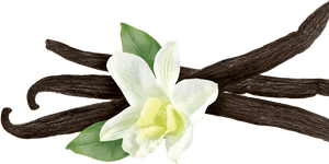 Vanilla Flower Png - Vanilla Plant Transparent, Png Download PNG with transparent background