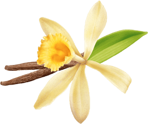 Bella Croissant With Vanilla Filling - Vanilla Bean Orchid Flower, HD Png Download PNG with transparent background