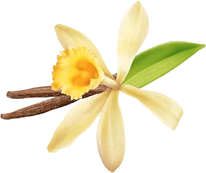 Vanilla Flowerand Beans PNG Image