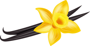 Vanilla Png Clip Art Image - Transparent Background Vanilla Clipart, Png Download PNG with transparent background