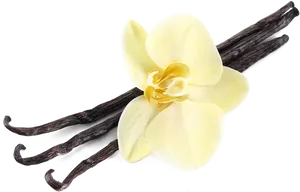 Vanilla Flowerand Beans PNG Image