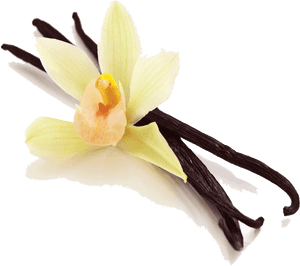 Download Vanilla Bean Png Picture For Designing Projects - Transparent Background Vanilla Png, Png Download PNG with transparent background