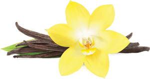 Transparent Vanilla Flower Png, Png Download PNG with transparent background