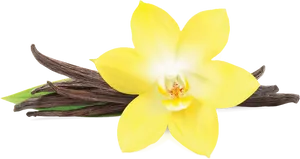 Vanilla Orchidand Pods PNG Image