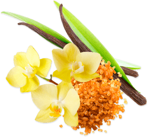 Transparent Vanilla Flower Png - Vanilla Flower Image Png, Png Download PNG with transparent background