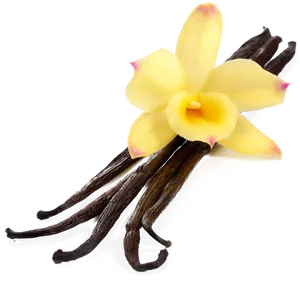 Vanilla Podsand Flower.png PNG Image