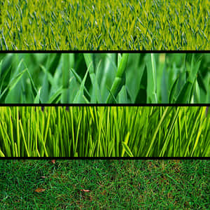 Variationsof Grass Textures PNG with transparent background