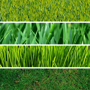 Variationsof Grass Textures PNG Image