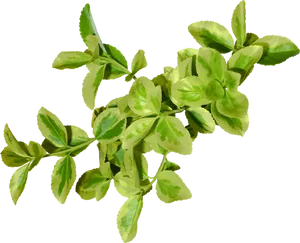 Variegated Green Leaves Branch Black Background.jpg PNG Image