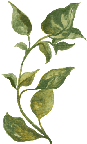 Green Vine Transparent Decorative - Herbs Watercolor, HD Png Download PNG with transparent background