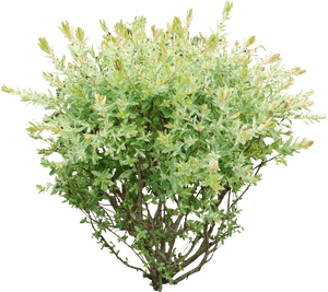 Bush Png, Transparent Png PNG with transparent background