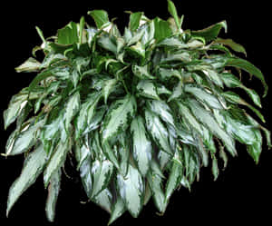 Transparent Bush Texture Png - Texture Plant Png Transparent, Png Download PNG with transparent background