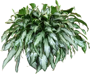 Variegated Hanging Plant Isolated PNG Image