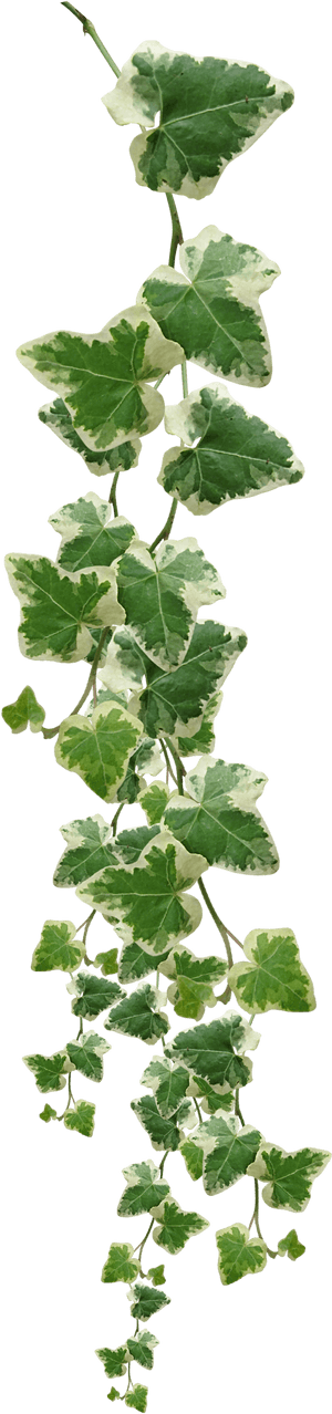 Common Ivy Vine Muscadine Grape Plant - Vine Plant Png, Transparent Png PNG image with transparent background