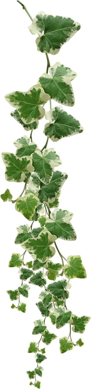 Variegated Ivy Vine Vertical Display PNG Image