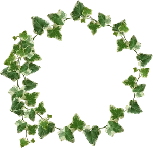 Variegated Ivy Wreath Frame PNG Image