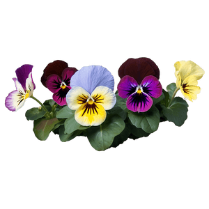 Variegated Pansy PNG 18 PNG