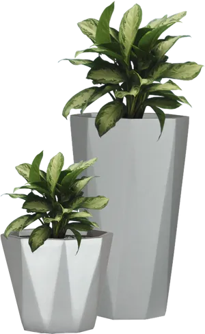 Variegated Plantsin Modern Pots PNG Image