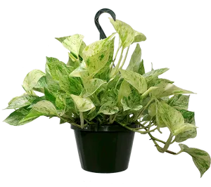 Variegated Pothos Hanging Plant Black Background PNG Image