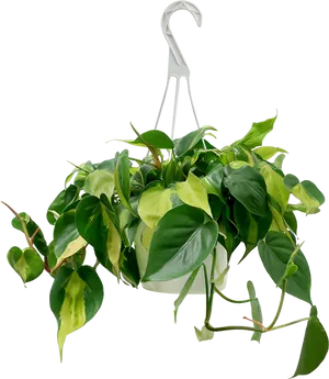 Variegated Pothos Hanging Plant Black Background PNG Image