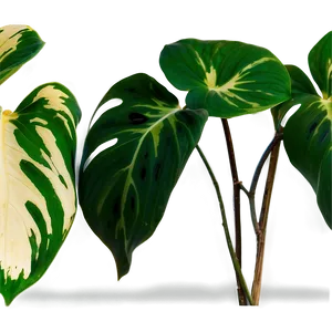 Variegated Pothos Varieties Png Ior87 PNG Image