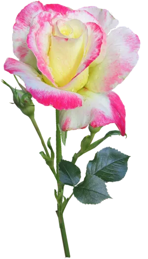 Variegated Yellow Pink Rose PNG Image