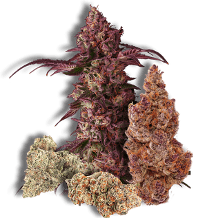 Colorado Spruce, HD Png Download PNG image with transparent background