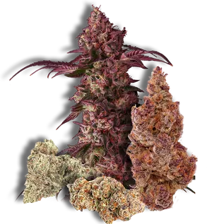 Varietiesof Cannabis Buds PNG Image