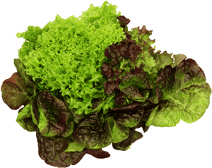 Red Leaf Lettuce, HD Png Download PNG image with transparent background