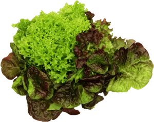 Varietiesof Lettuce PNG Image