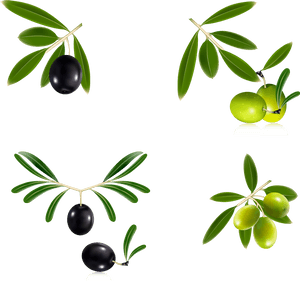 Olive Branch Wreath Png - Olive Oil Vector Free, Transparent Png PNG with transparent background