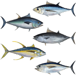 Pacific Tuna, HD Png Download PNG