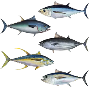 Varietiesof Tuna Illustration PNG Image