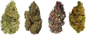 Variety Cannabis Buds PNG Image