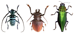 Variety_of_ Beetles PNG Image