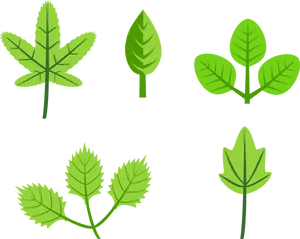 Variety_of_ Green_ Leaves_ Vector PNG Image